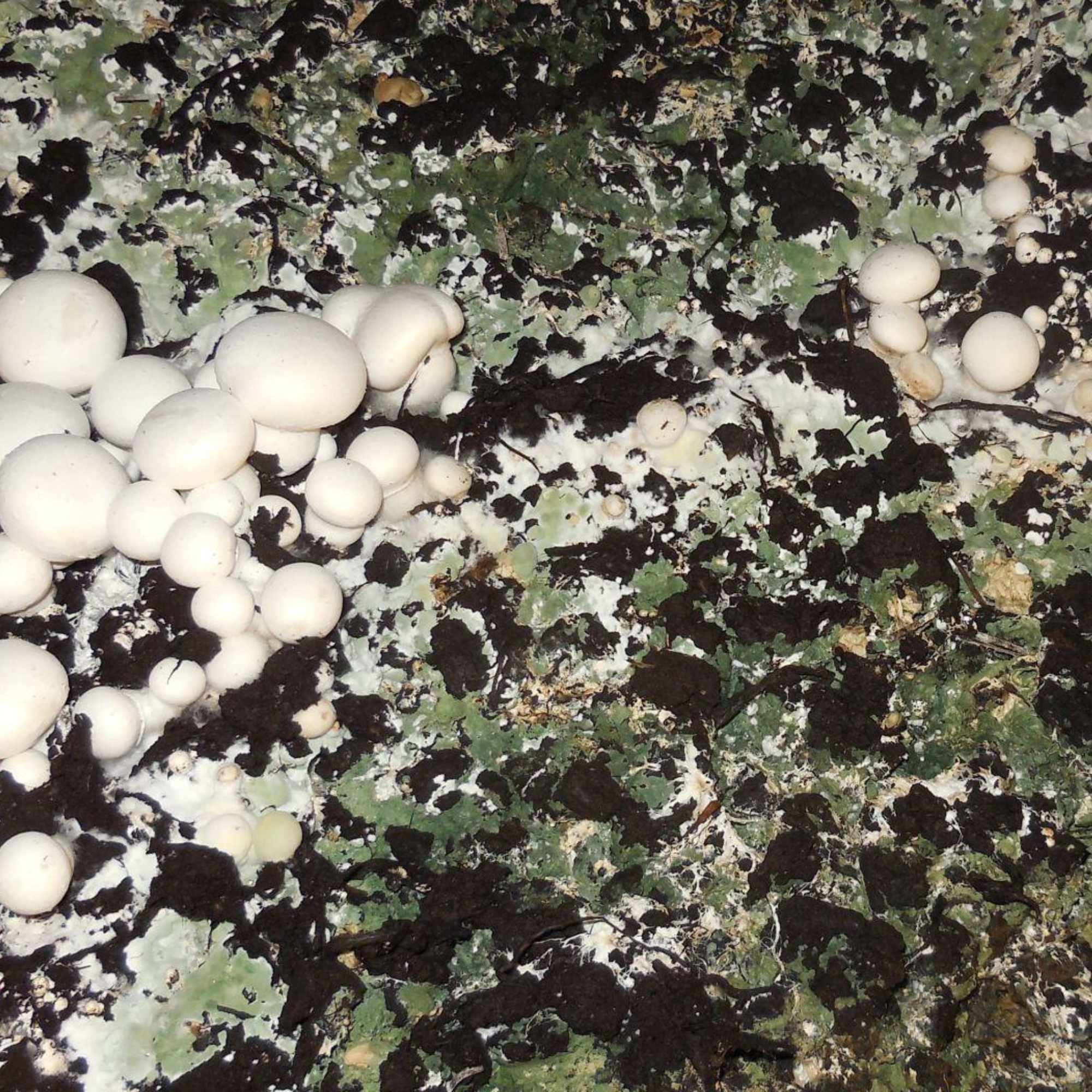 Diseases and Pests
